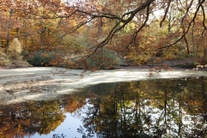 Traitement punaises de lit Rambouillet